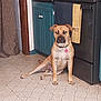 dog, pet, indoor, kitchen, floor, stove, cabinet, tile_floor, tan_dog, collar, pink_tag, sitting, relaxed, curious, animal, household, domestic, canine, furniture, door