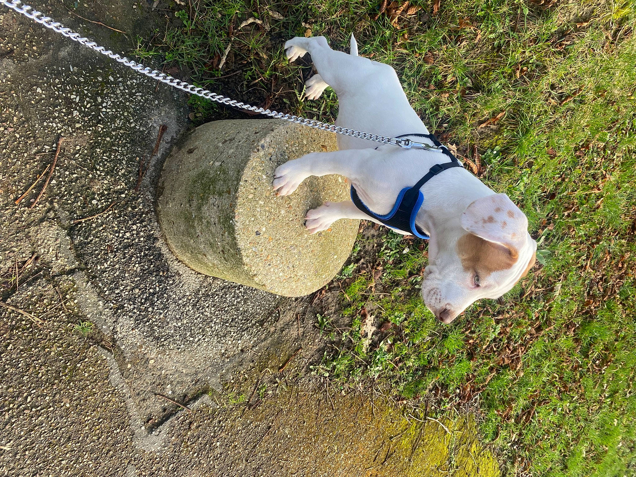 Denzel a rejoint le concours — aidez-le/la à gagner de superbes lots ! adventure, canidae, carnivore, collar, companion_dog, dog, dog_breed, dog_collar, dog_supply, fawn, grass, leash, non_sporting_group, pet_supply, plant, snout, soil, sporting_group, tail, working_animal