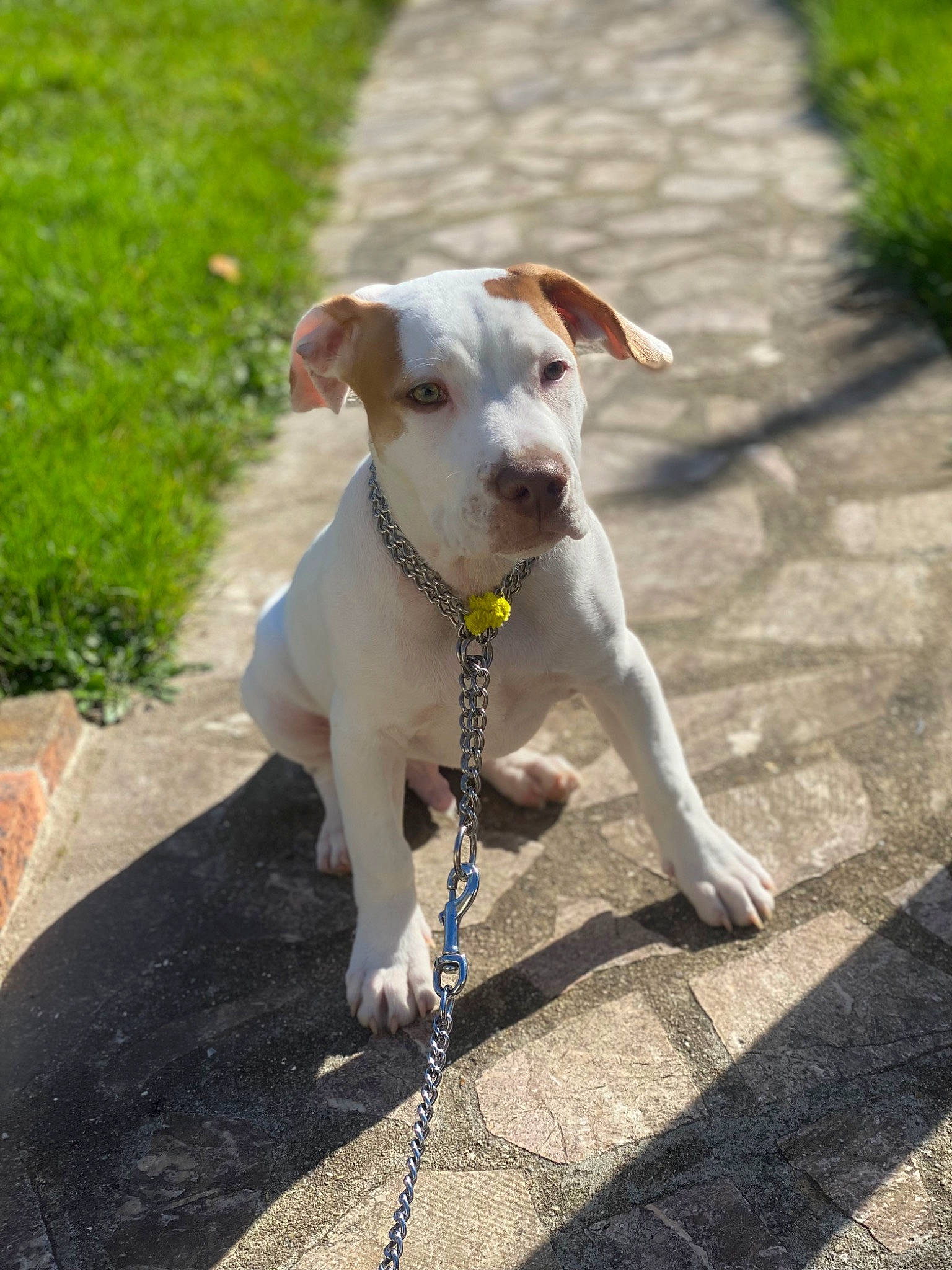 Denzel a rejoint le concours — aidez-le/la à gagner de superbes lots ! canidae, carnivore, collar, companion_dog, dog, dog_breed, dog_collar, fashion_accessory, fawn, leash, pet_supply, plant, road_surface, sidewalk, snout, sporting_group, tail, terrier, whiskers, working_animal