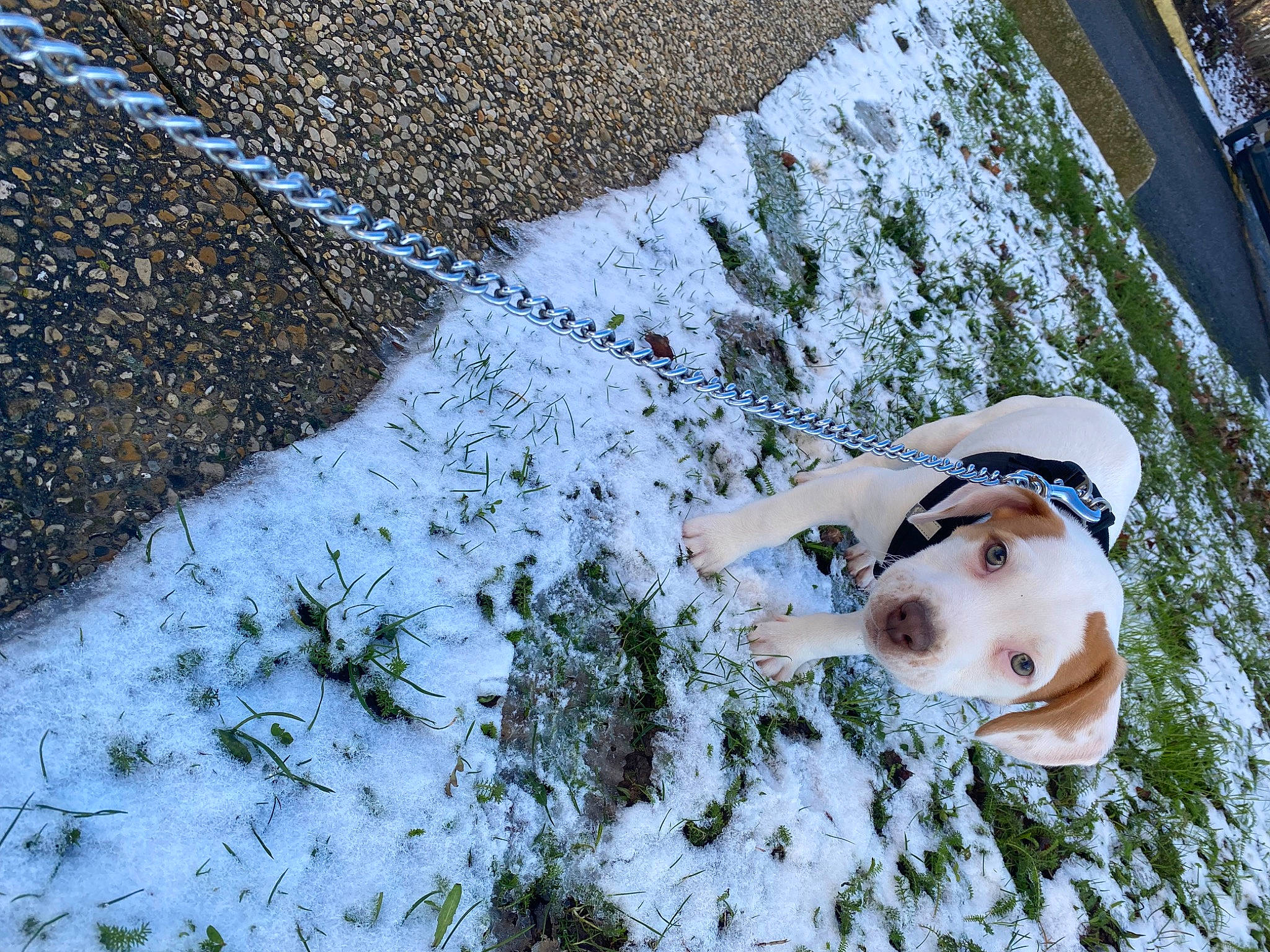 Denzel a rejoint le concours — aidez-le/la à gagner de superbes lots ! asphalt, carnivore, concrete, dog, dog_breed, eyewear, fawn, freezing, grass, leisure, people_in_nature, plant, recreation, road_surface, sidewalk, snow, sporting_group, sunglasses, tree, winter