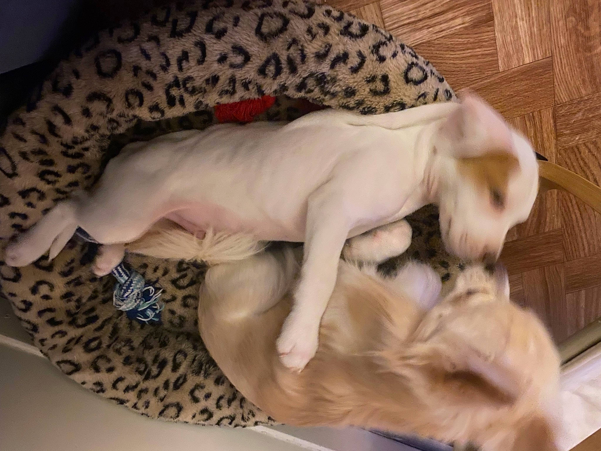 Paco a rejoint le concours — aidez-le/la à gagner de superbes lots ! art, canidae, carnivore, comfort, companion_dog, dog, dog_breed, fawn, felidae, flesh, foot, fur, nap, paw, sculpture, sporting_group, tail, terrestrial_animal, wood, working_animal