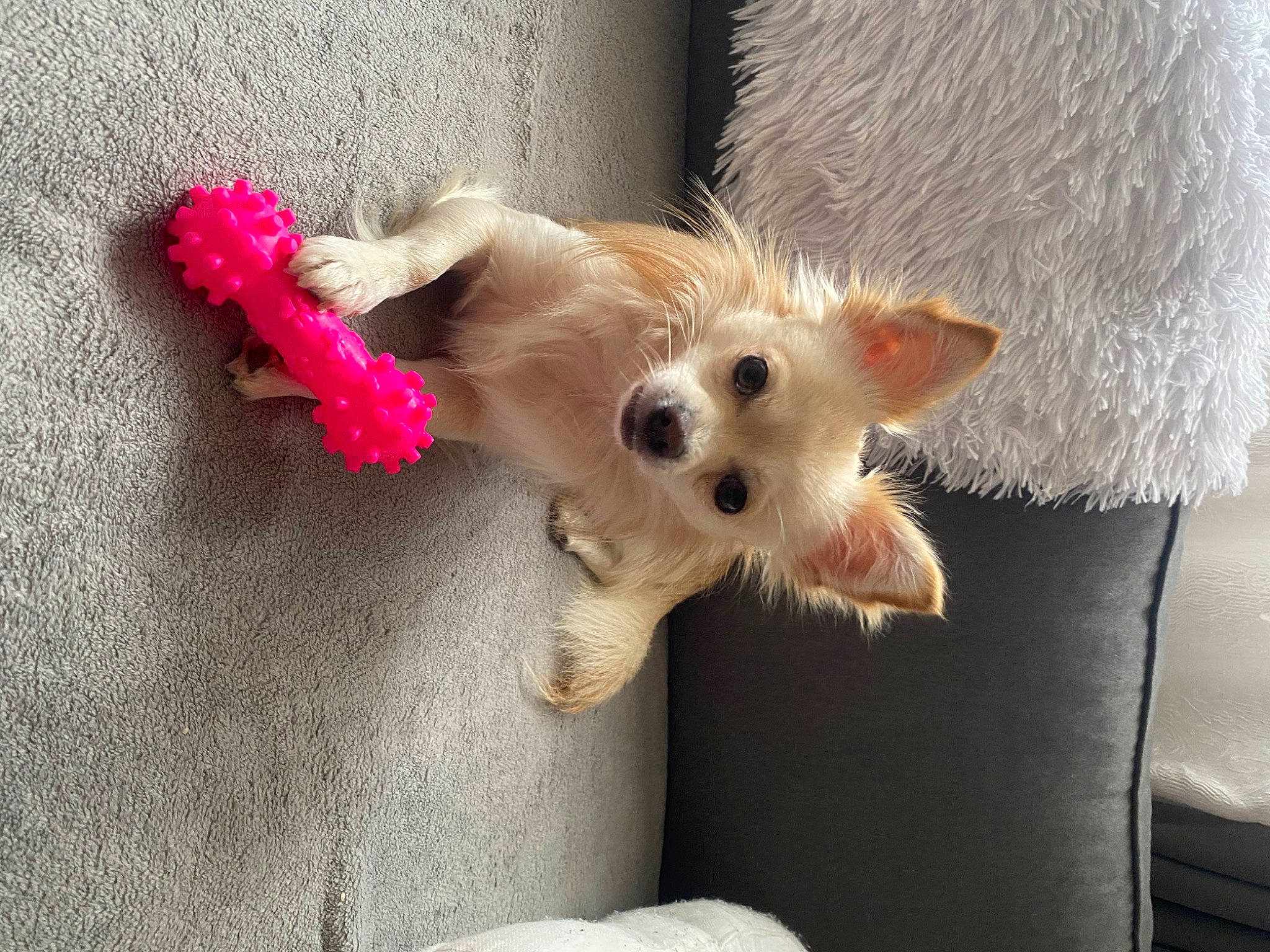 Paco a rejoint le concours — aidez-le/la à gagner de superbes lots ! canidae, carnivore, companion_dog, couch, dog, dog_breed, dog_supply, ear, fawn, fur, hat, paw, small_terrier, snout, sporting_group, tail, terrier, toy, toy_dog, whiskers