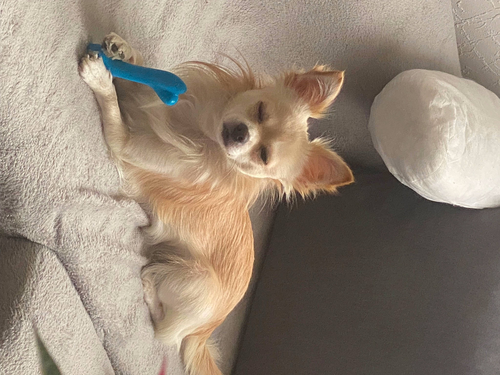 Paco a rejoint le concours — aidez-le/la à gagner de superbes lots ! canidae, carnivore, chihuahua, comfort, companion_dog, dog, dog_breed, dog_supply, ear, fawn, felidae, fur, paw, small_to_medium_sized_cats, snout, sporting_group, tail, terrestrial_animal, toy_dog, whiskers