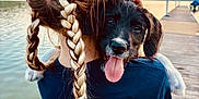 Lanna joined the competition — help win amazing prizes! person, puppy, dog, braided_hair, dock, lake, water, sunset, tongue_out, outdoor, nature, sky, wood, animal, pet, happy, holding, back_view, calm, scenery