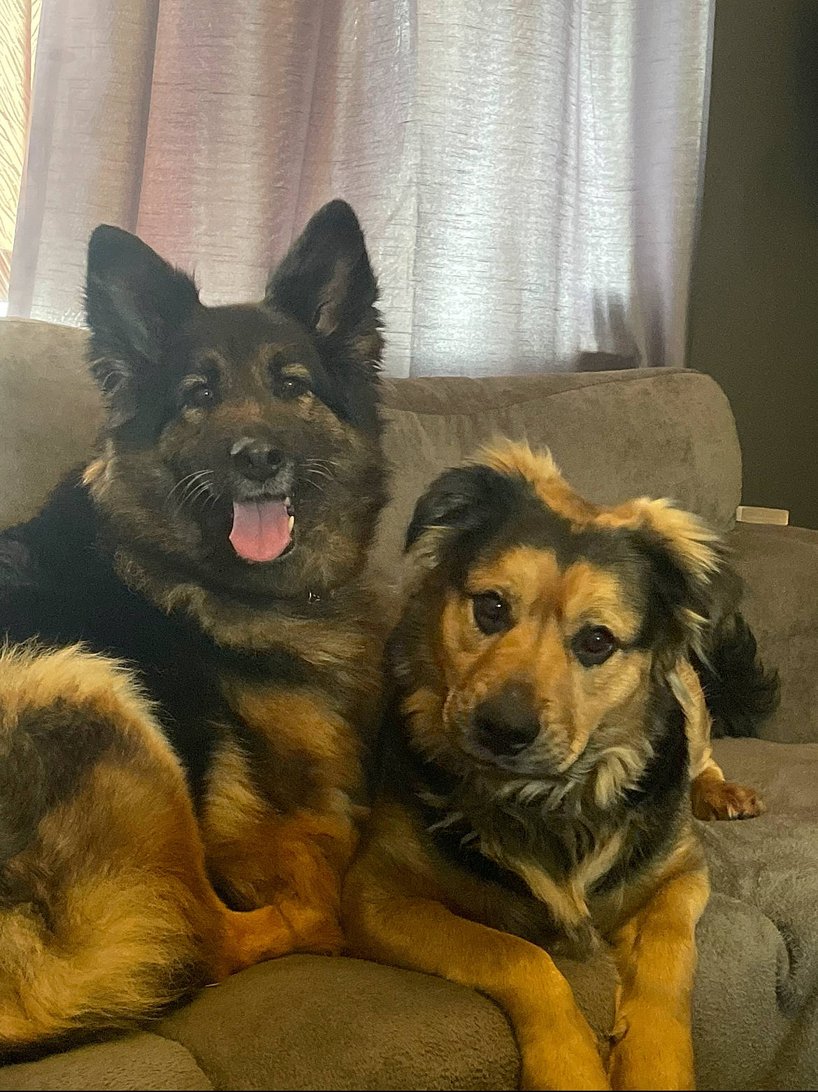 Gucci is registered to the contest to win money with this photo: ancient_dog_breeds, carnivore, companion_dog, curtain, dog, dog_breed, east_european_shepherd, fur, german_shepherd_dog, giant_dog_breed, guard_dog, herding_dog, king_shepherd, old_german_shepherd_dog, paw, snout, terrestrial_animal, window_treatment, working_animal, working_dog