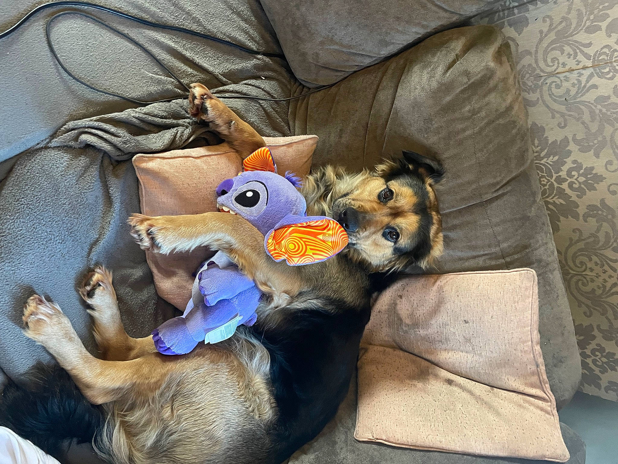 Gucci joined the competition — help win amazing prizes! bag, canidae, carnivore, comfort, companion_dog, couch, dog_breed, fawn, felidae, fur, grey, linens, luggage_and_bags, plush, room, small_to_medium_sized_cats, stuffed_toy, tail, toy, working_animal