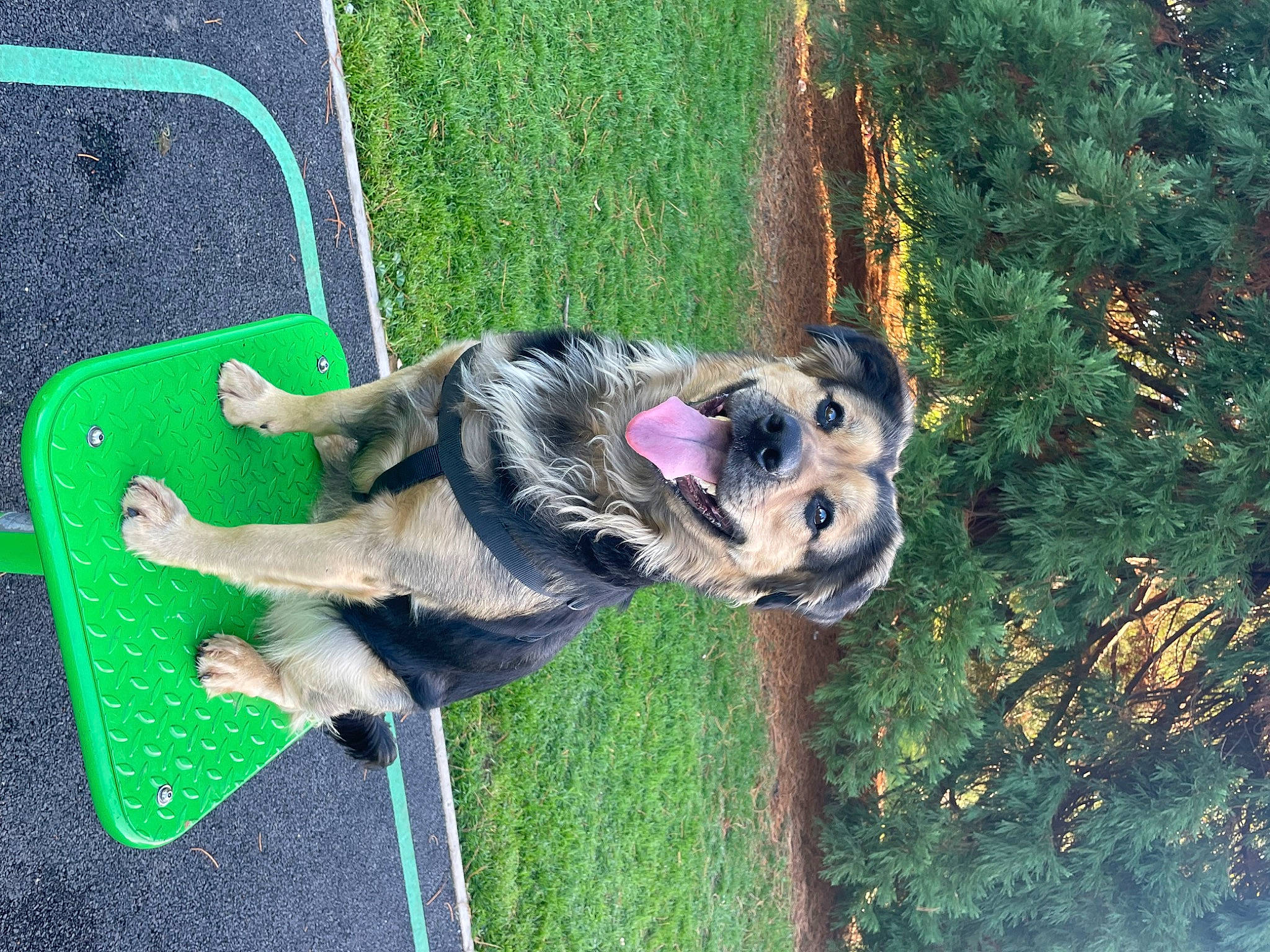 Gucci is registered to the contest to win money with this photo: canidae, carnivore, companion_dog, dog, dog_breed, dog_supply, fawn, grass, guard_dog, non_sporting_group, pet_supply, plant, snout, sporting_group, tail, terrestrial_animal, working_animal, working_dog