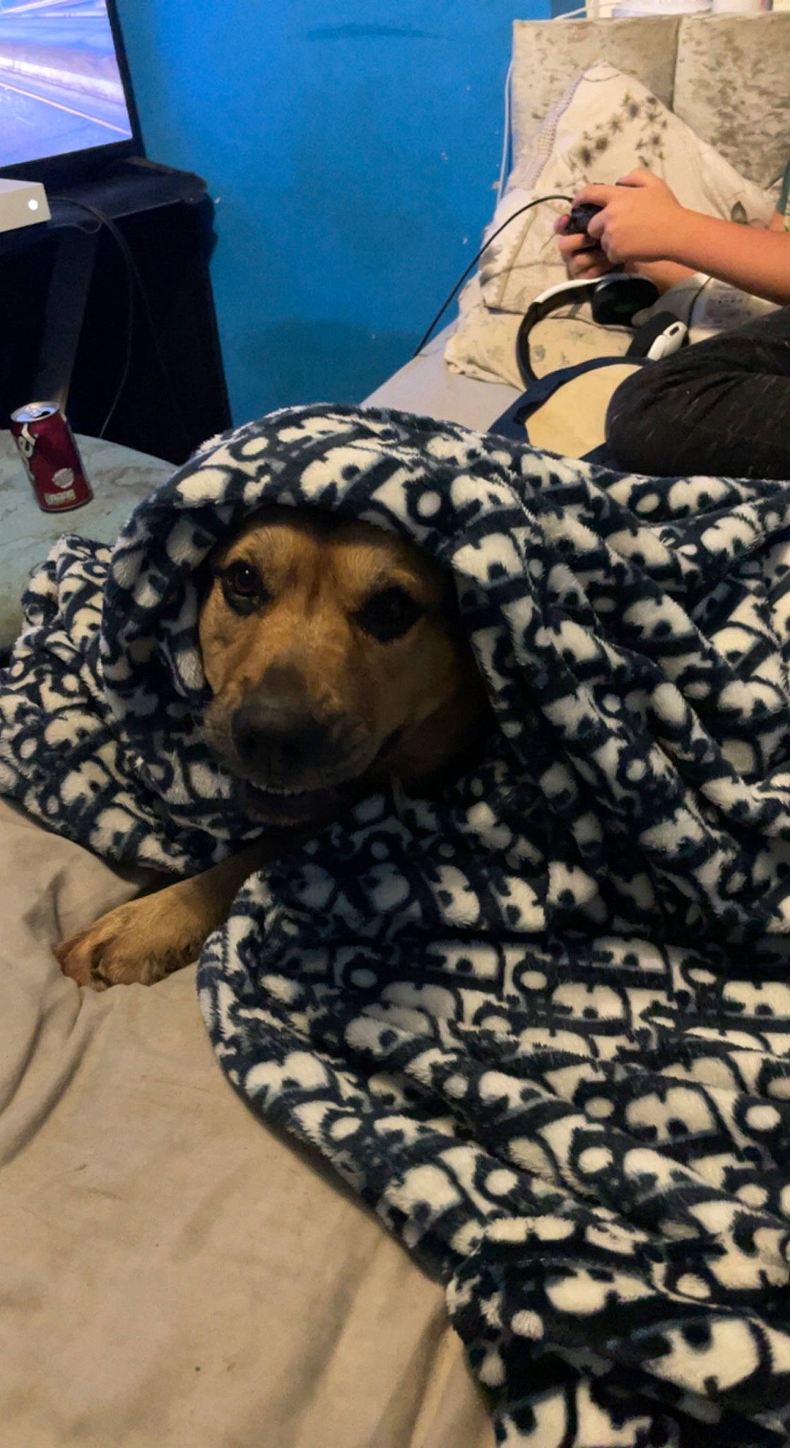 Gucci is registered to the contest to win money with this photo: carnivore, chair, comfort, companion_dog, couch, dog, dog_breed, eyewear, fawn, flooring, fur, human_leg, linens, military_camouflage, pattern, snout, sporting_group, terrestrial_animal, thigh, whiskers