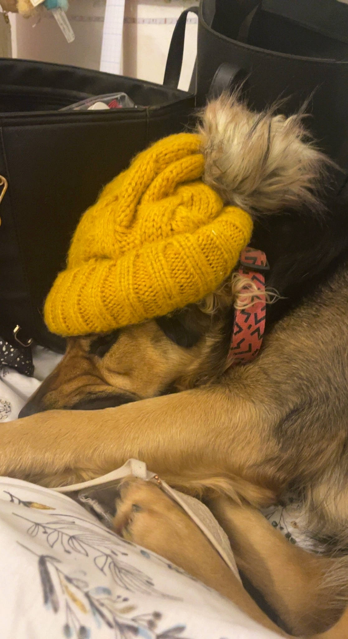 Gucci joined the competition — help win amazing prizes! cap, carnivore, comfort, companion_dog, dog, dog_breed, fashion_accessory, fawn, fur, hat, linens, nap, paw, sleep, sporting_group, tail, thread, toy_dog, wool, woolen