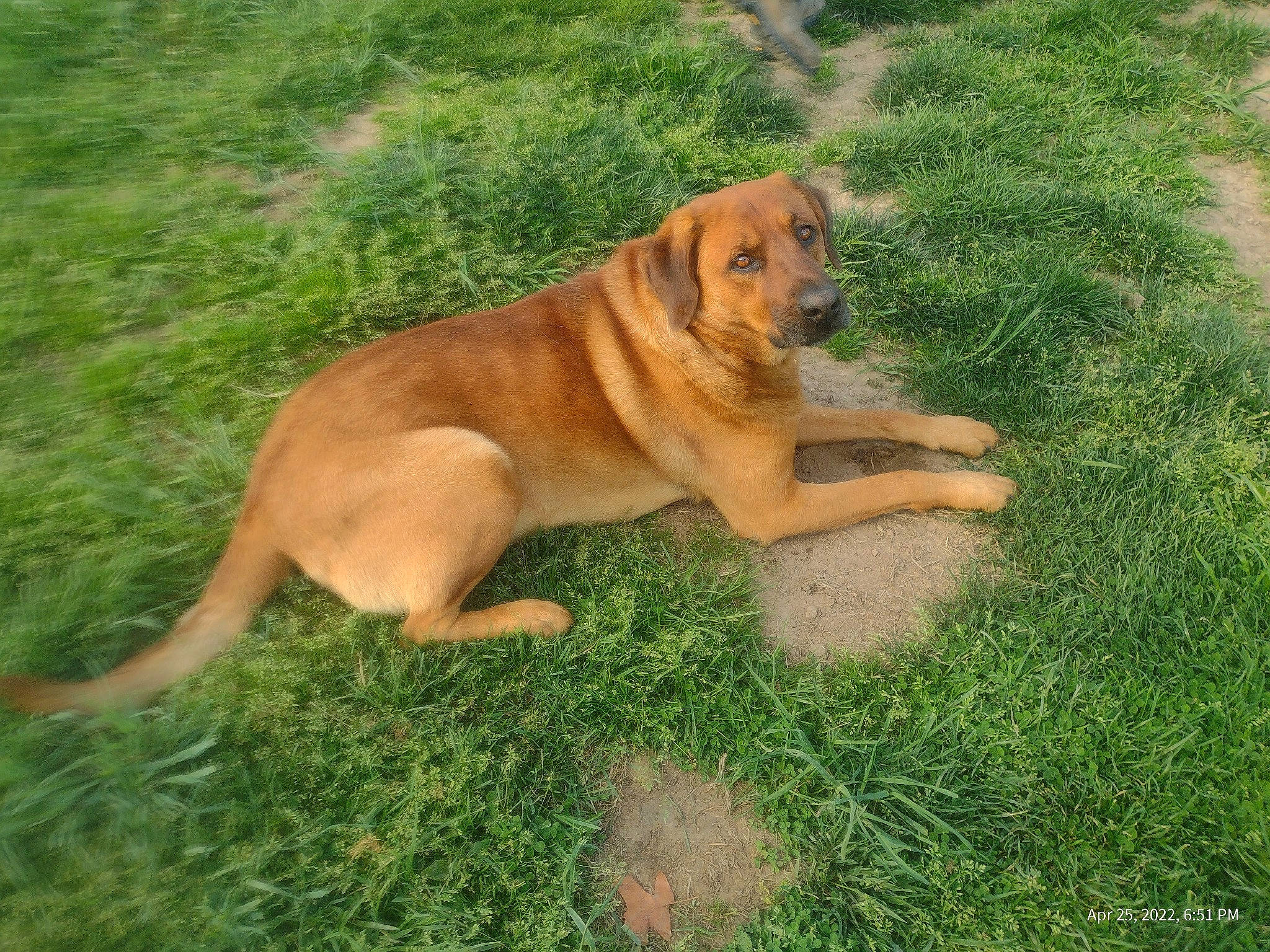 Grizzly joined the competition — help win amazing prizes! canidae, carnivore, companion_dog, dog, dog_breed, fawn, grass, hunting_dog, paw, plant, sporting_group, tail, terrestrial_animal, wildlife, working_dog