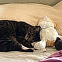 Oris joined the competition — help win amazing prizes! cat, tabby, sleeping, plush_toy, bed, blanket, cushion, cozy, indoor, resting, feline, pet, fur, whiskers, relaxation, domestic_animal, soft, comfort, animal, cute