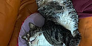 Oris joined the competition — help win amazing prizes! cat, couch, leather, pillow, heart_shaped, purple, pink, fur, relaxed, indoor, pet, tabby, white_paws, stretching, feline, animal, home, cozy, resting, comfortable