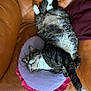 cat, couch, leather, pillow, heart_shaped, purple, pink, fur, relaxed, indoor, pet, tabby, white_paws, stretching, feline, animal, home, cozy, resting, comfortable