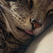 Oris is registered to the contest to win money with this photo: cat, tabby, sleeping, close_up, tongue_out, whiskers, fur, cute, pet, animal, cozy, resting, face, nose, soft, peaceful, domestic_cat, feline, relaxed, indoor