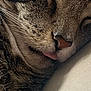 cat, tabby, sleeping, close_up, tongue_out, whiskers, fur, cute, pet, animal, cozy, resting, face, nose, soft, peaceful, domestic_cat, feline, relaxed, indoor