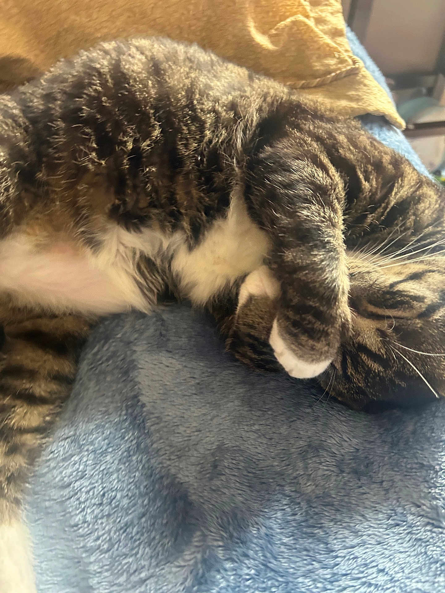Oris is registered to the contest to win money with this photo: cat, tabby, sleeping, paw, fur, blanket, cozy, indoor, pet, whiskers, striped, relaxed, cute, animal, feline, resting, soft, home, comfort, nap