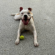 Kodak joined the competition — help win amazing prizes! dog, animal, pet, playing, ball, outdoor, happy, tongue_out, pavement, white_dog, brown_spot, canine, laying_down, front_legs, ears_up, smiling, close_up, daylight, playful, friendly