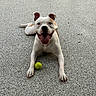 dog, animal, pet, playing, ball, outdoor, happy, tongue_out, pavement, white_dog, brown_spot, canine, laying_down, front_legs, ears_up, smiling, close_up, daylight, playful, friendly