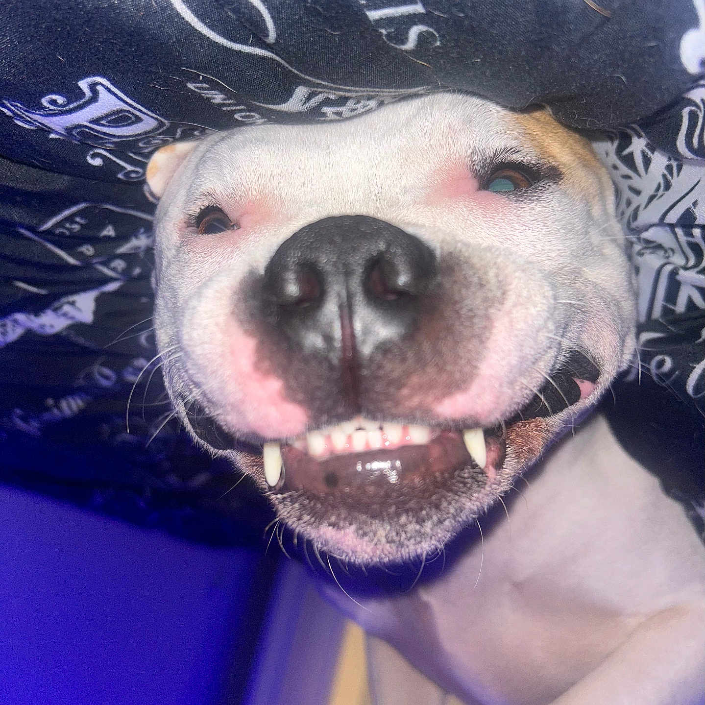Kodak
