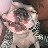Kodak joined the competition — help win amazing prizes! dog, close_up, smiling, teeth, blanket, patterned_blanket, cozy, sleeping, pet, animal, cute, white_dog, nose, tongue, paw, indoor, resting, snout, human_arm, affection