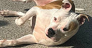 Kodak is registered to the contest to win money with this photo: dog, canine, pet, animal, white, brown, pavement, outdoor, sunlight, relaxed, lying_down, ears, face, snout, paw, shadow, fur, closeup, daytime, nature