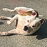 dog, canine, pet, animal, white, brown, pavement, outdoor, sunlight, relaxed, lying_down, ears, face, snout, paw, shadow, fur, closeup, daytime, nature