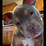 Blu is registered to the contest to win money with this photo: dog, puppy, curious, head_tilt, indoors, kitchen, wooden_cabinets, brown_fur, white_markings, floor, pet, animal, close_up, cute, young_dog, ears, snout, eyes, nose, domestic_animal