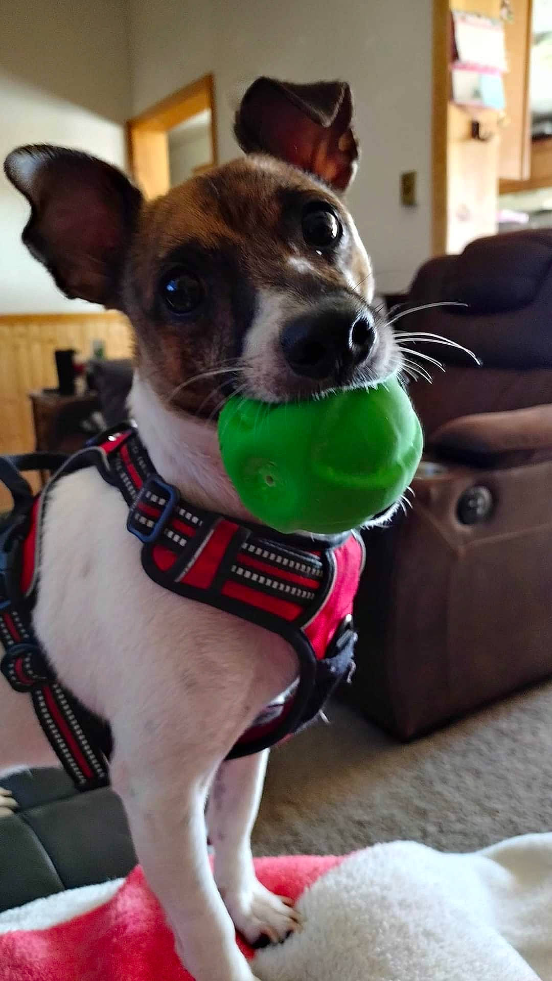 Jack Jack is registered to the contest to win money with this photo: canidae, carnivore, collar, companion_dog, dog, dog_breed, dog_clothes, dog_collar, dog_supply, ear, fashion_accessory, fawn, green, leash, personal_protective_equipment, pet_supply, snout, sporting_group, whiskers, working_animal