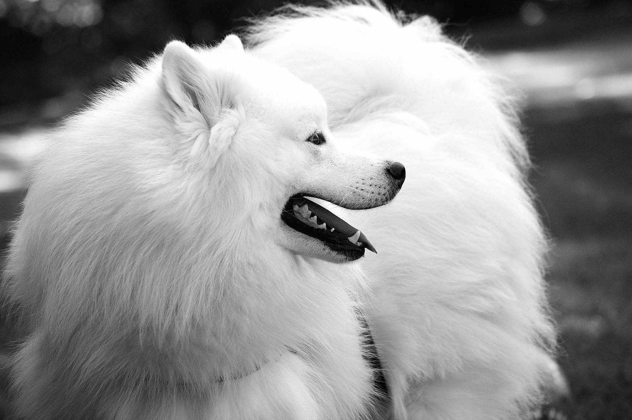 Yuki participe au concours pour gagner de l'argent avec cette photo :