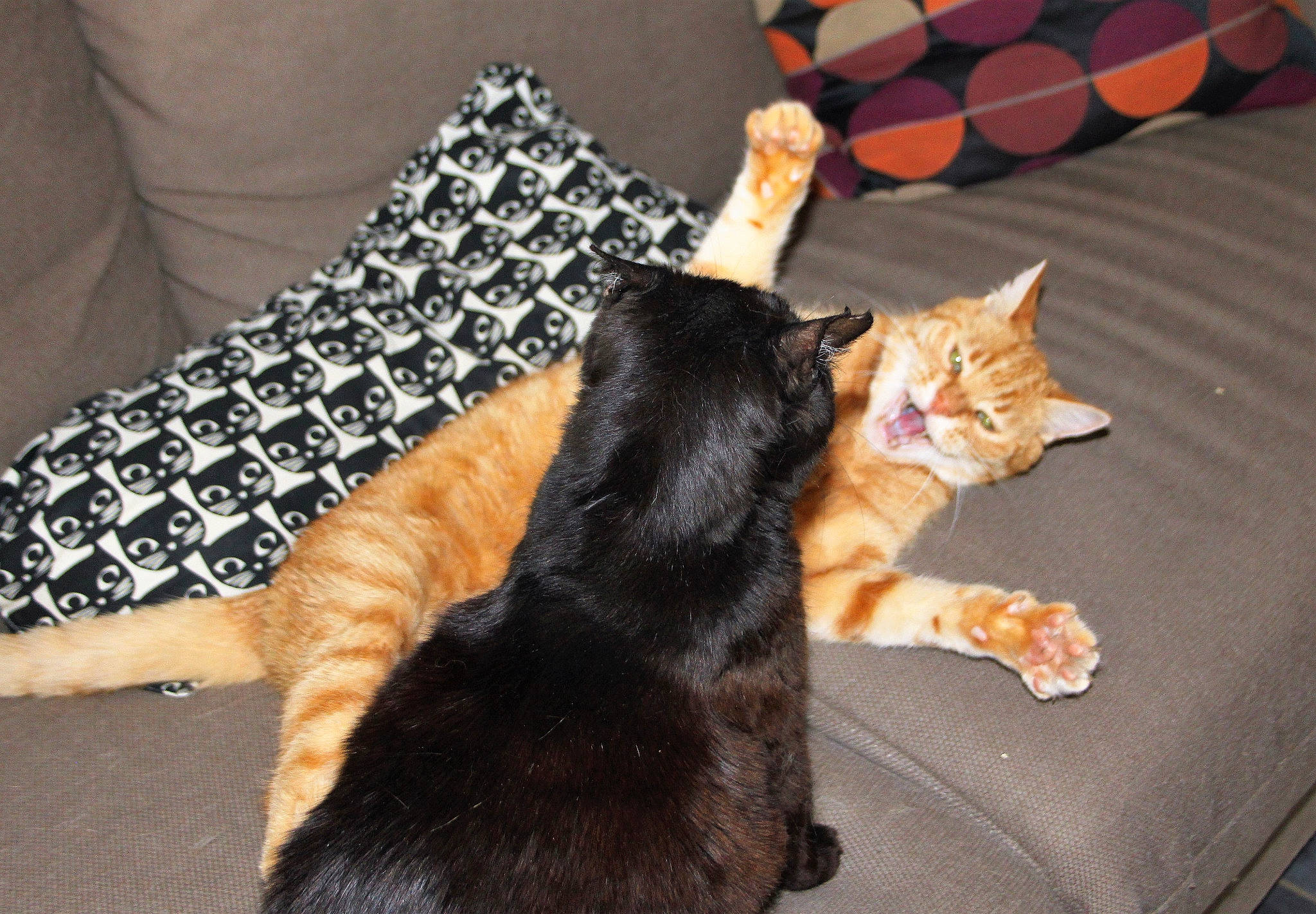 Roméo a rejoint le concours — aidez-le/la à gagner de superbes lots ! asian, black_cat, canidae, carnivore, cat, claw, dog_breed, domestic_short_haired_cat, european_shorthair, fawn, felidae, fur, german_rex, kitten, mammal, paw, polydactyl_cat, small_to_medium_sized_cats, tail, whiskers