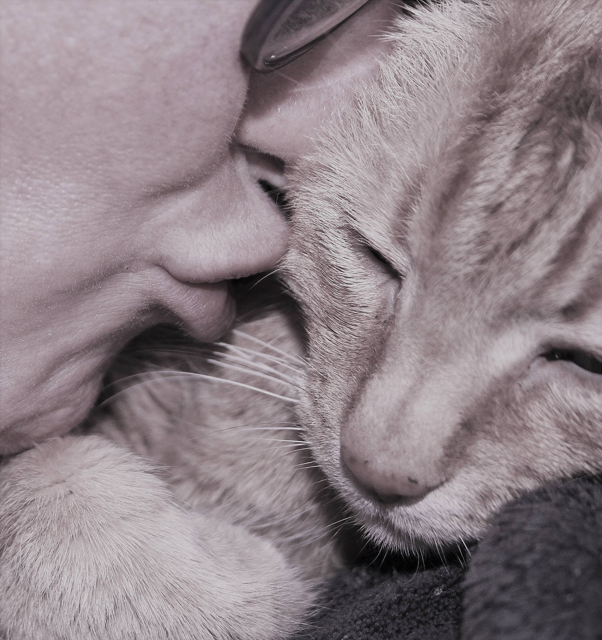 Roméo a rejoint le concours — aidez-le/la à gagner de superbes lots ! black_and_white, carnivore, cat, close_up, ear, eye, felidae, fur, interaction, love, monochrome, nap, nose, photography, sleep, small_to_medium_sized_cats, snout, whiskers