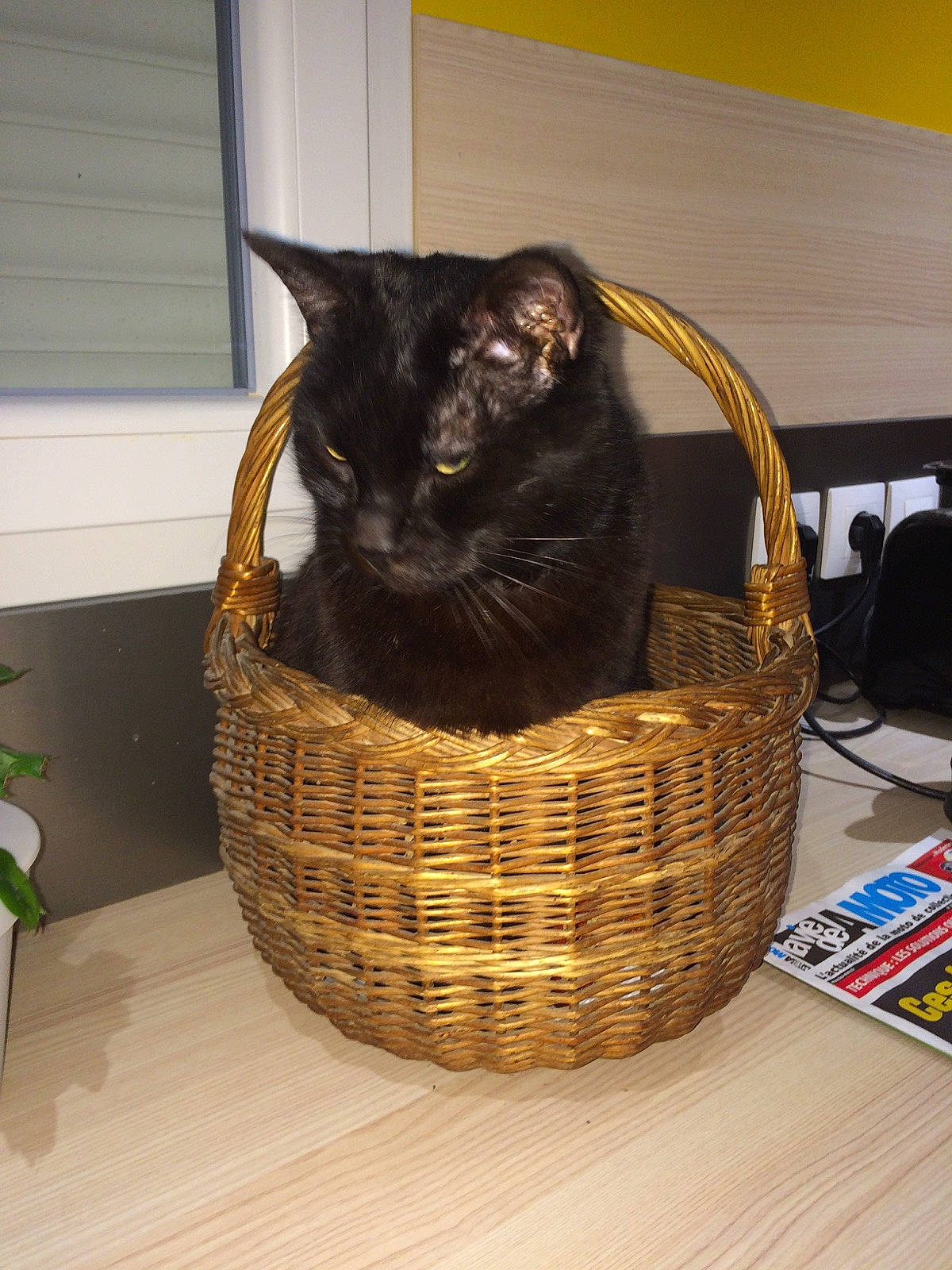 Prunelle participe au concours pour gagner de l'argent avec cette photo : asian, basket, black_cat, burmese, carnivore, cat, cat_bed, domestic_short_haired_cat, felidae, home_accessories, kitten, small_to_medium_sized_cats, whiskers, wicker