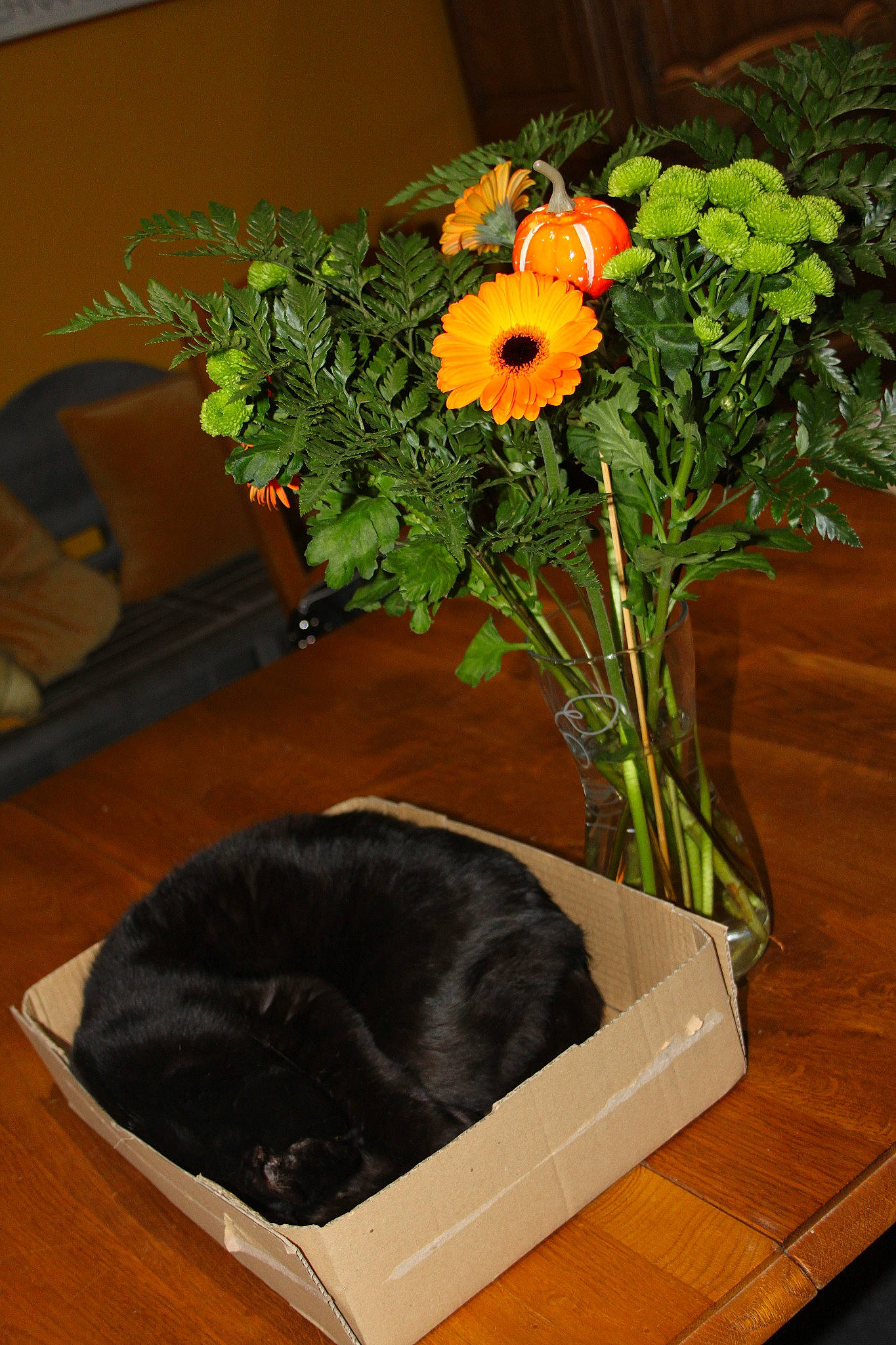 Prunelle participe au concours pour gagner de l'argent avec cette photo : canidae, flower, flowerpot, plant, room, table, yellow