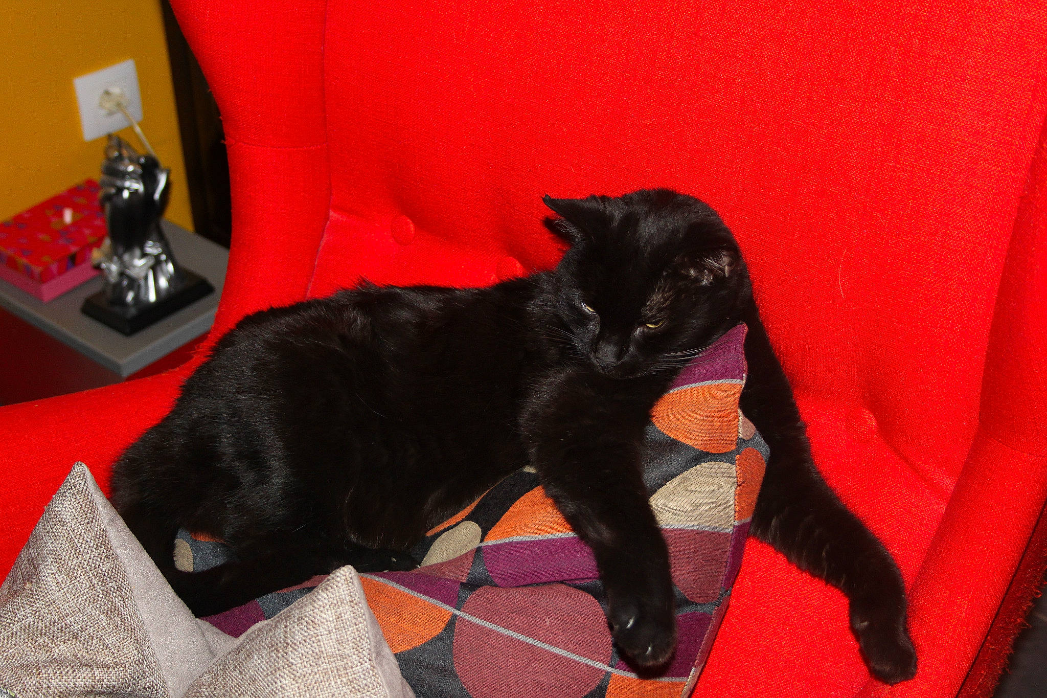 Prunelle participe au concours pour gagner de l'argent avec cette photo : asian, black, black_cat, bombay, canidae, carnivore, cat, domestic_short_haired_cat, felidae, kitten, mammal, small_to_medium_sized_cats, tail, vertebrate, whiskers