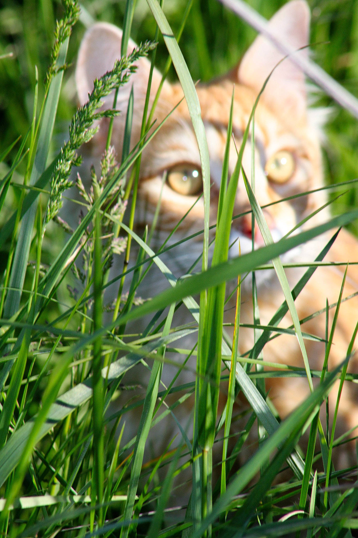 Noé participe au concours pour gagner de l'argent avec cette photo : canidae, carnivore, cat, close_up, eye, fawn, felidae, grass, grass_family, green, plant, puppy, snout, whiskers