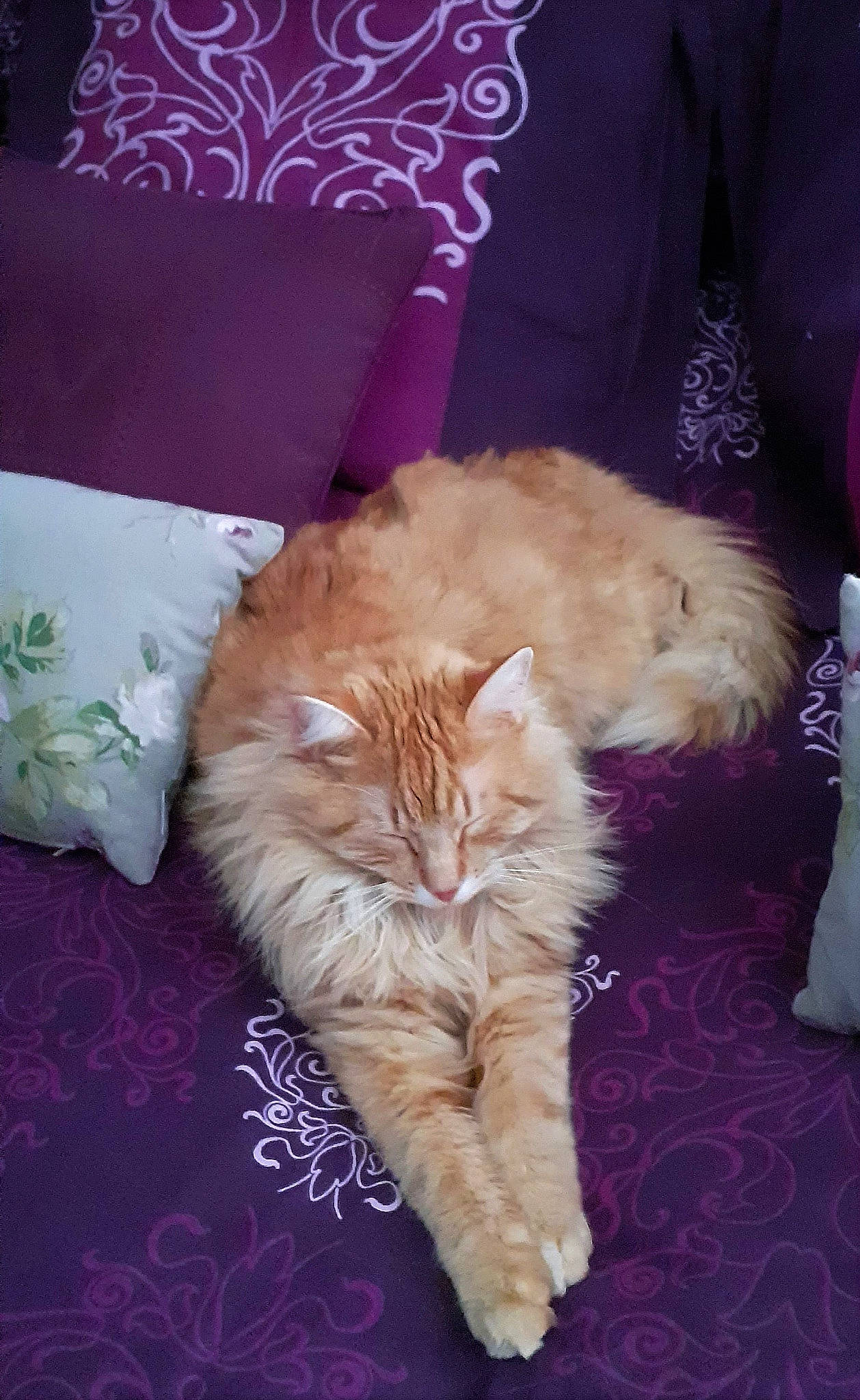 Noé a rejoint le concours — aidez-le/la à gagner de superbes lots ! bed, carnivore, cat, domestic_long_haired_cat, ear, european_shorthair, fawn, felidae, fur, kitten, nap, norwegian_forest_cat, persian, room, sleep, small_to_medium_sized_cats, snapshot, tabby_cat, tail, whiskers