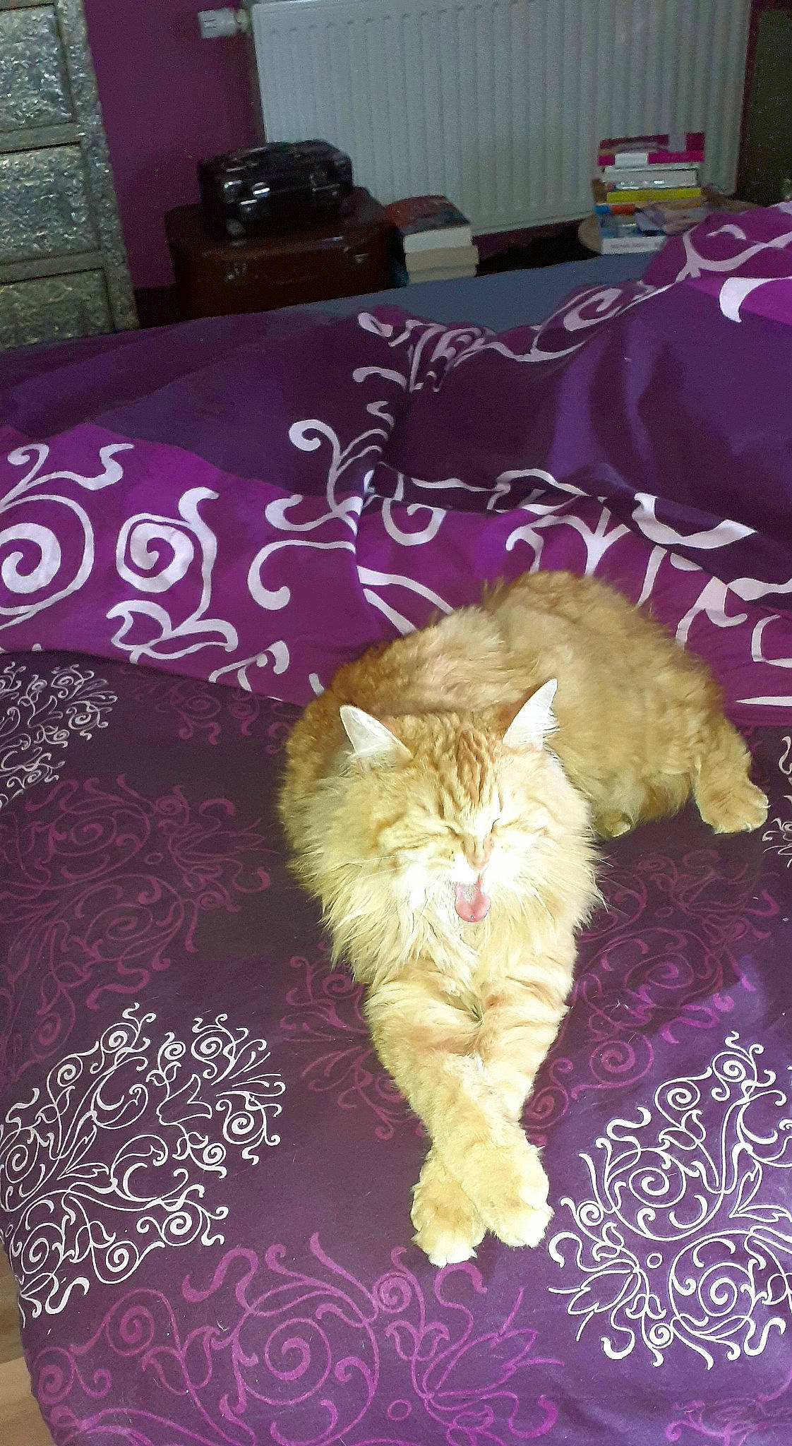 Noé a rejoint le concours — aidez-le/la à gagner de superbes lots ! bed_sheet, carnivore, cat, fawn, felidae, fur, kitten, norwegian_forest_cat, persian, small_to_medium_sized_cats, tail