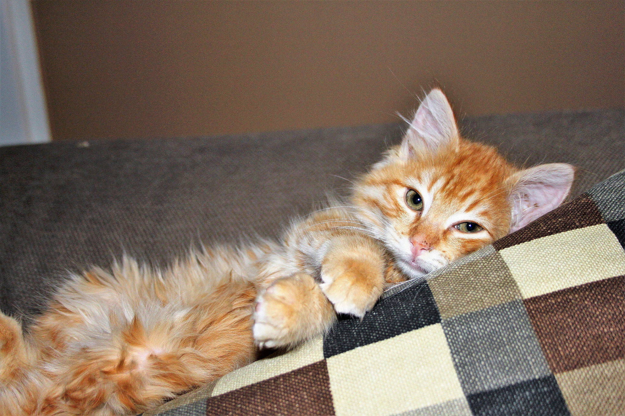 Noé a rejoint le concours — aidez-le/la à gagner de superbes lots ! asian, carnivore, cat, cymric, domestic_long_haired_cat, european_shorthair, fawn, felidae, fur, kitten, kurilian_bobtail, maine_coon, mammal, norwegian_forest_cat, small_to_medium_sized_cats, somali, tabby_cat, tail, vertebrate, whiskers
