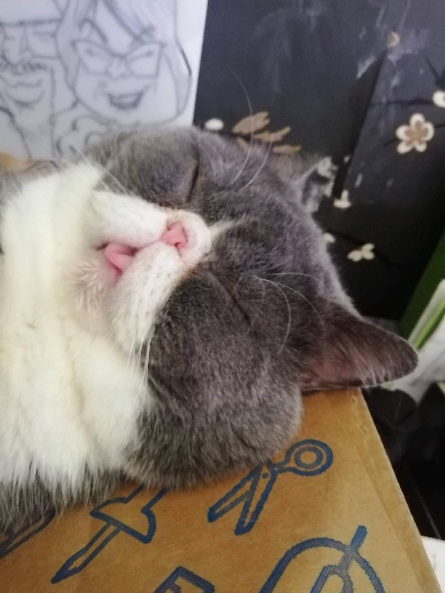 Mr Whiskers is registered to the contest to win money with this photo: box, carnivore, cat, claw, comfort, domestic_short_haired_cat, felidae, flooring, fur, grey, metal, nap, paw, sleep, small_to_medium_sized_cats, snout, tail, whiskers