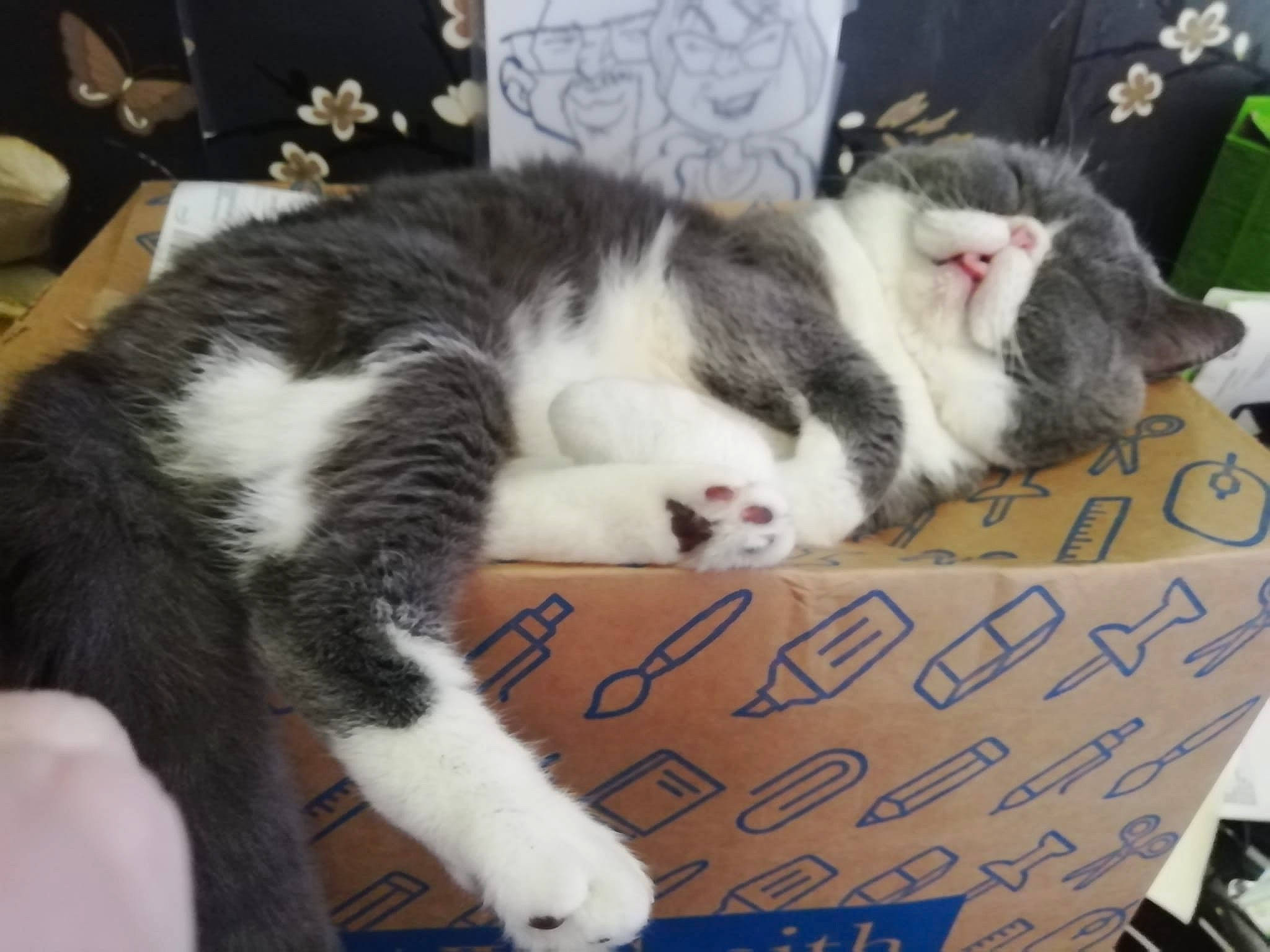 Mr Whiskers joined the competition — help win amazing prizes! carnivore, cat, claw, comfort, domestic_short_haired_cat, felidae, fur, lap, paw, small_to_medium_sized_cats, snout, tail, whiskers