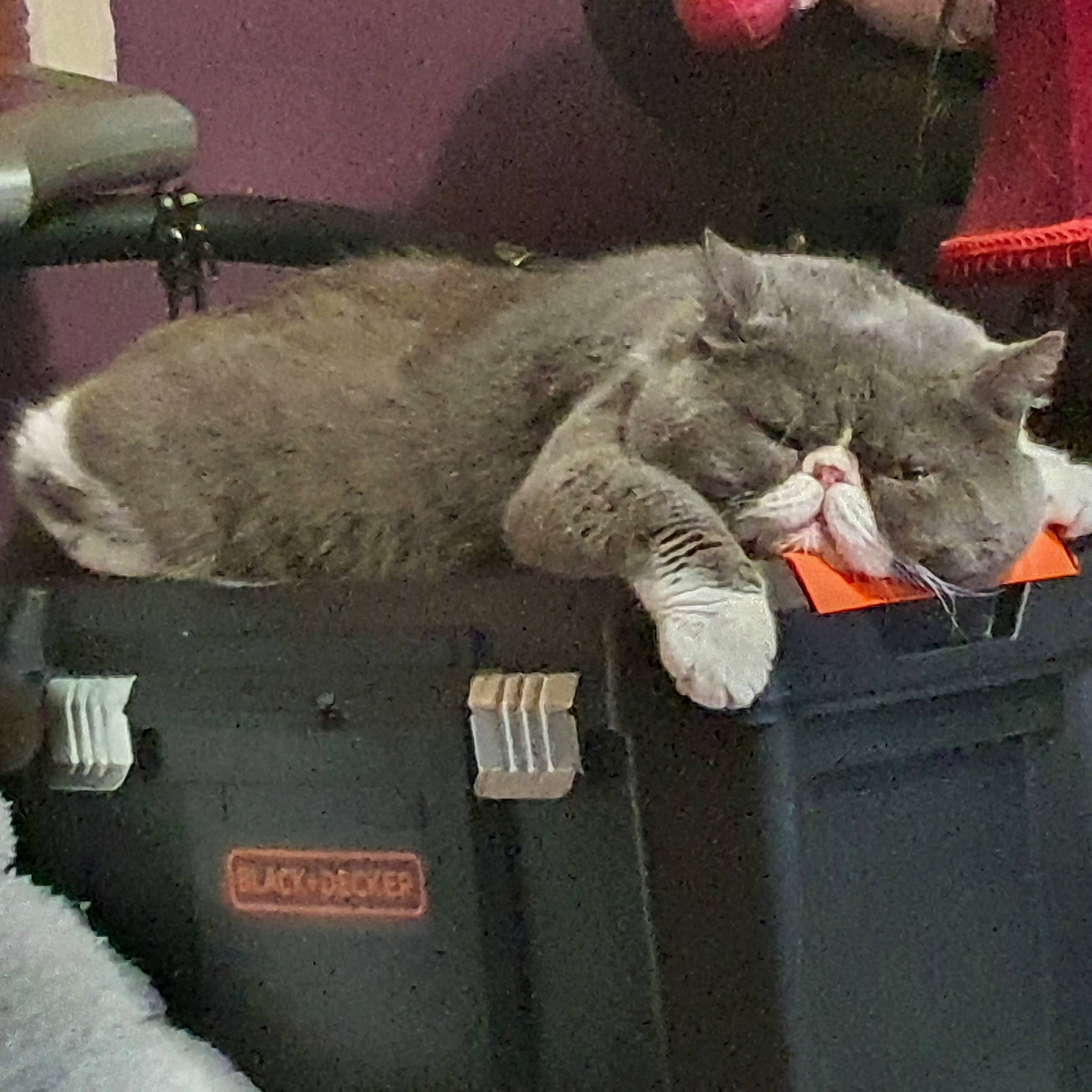 Mr Whiskers is registered to the contest to win money with this photo: carnivore, cat, claw, comfort, couch, domestic_short_haired_cat, felidae, fur, grey, lap, metal, nap, paw, russian_blue, sitting, small_to_medium_sized_cats, tail, vehicle_door, whiskers, windshield