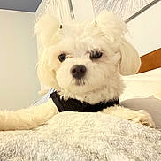 Rylee is registered to the contest to win money with this photo: dog, white_dog, fluffy, indoor, blanket, bed, curtains, wall_art, pet, cute, small_dog, fur, lying_down, cozy, animal, portrait, fur_pom_poms, resting, black_harness, close_up