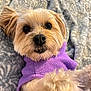 adorable, animal, blanket, closeup, cozy, cute, dog, ears, face, fur, fur_texture, indoor, looking_at_camera, lying_down, paw, pet, puppy, purple_sweater, small_dog, soft
