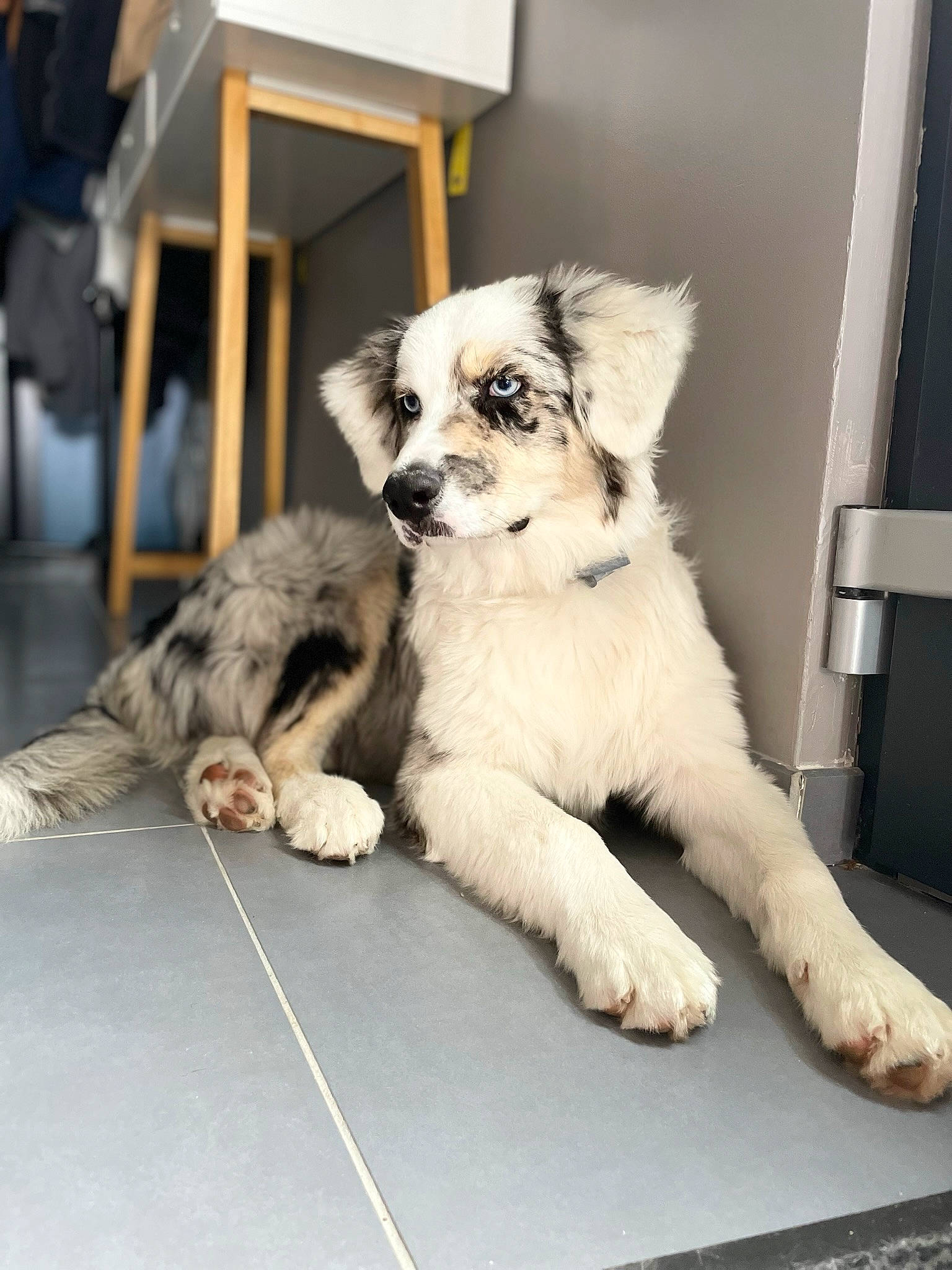 Sydney participe au concours pour gagner de l'argent avec cette photo : canidae, carnivore, chair, claw, companion_dog, dog, dog_breed, dog_supply, fawn, felidae, fur, non_sporting_group, paw, pomeranian, puppy, snout, sporting_group, toy_dog, whiskers, working_animal