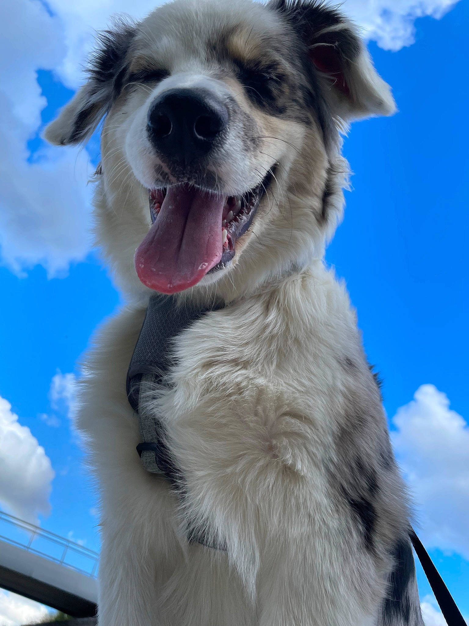 Sydney participe au concours pour gagner de l'argent avec cette photo : blue, canidae, carnivore, cloud, collar, companion_dog, dog, dog_breed, dog_collar, fang, fur, happy, plant, recreation, sky, snow, whiskers, winter, working_animal, working_dog