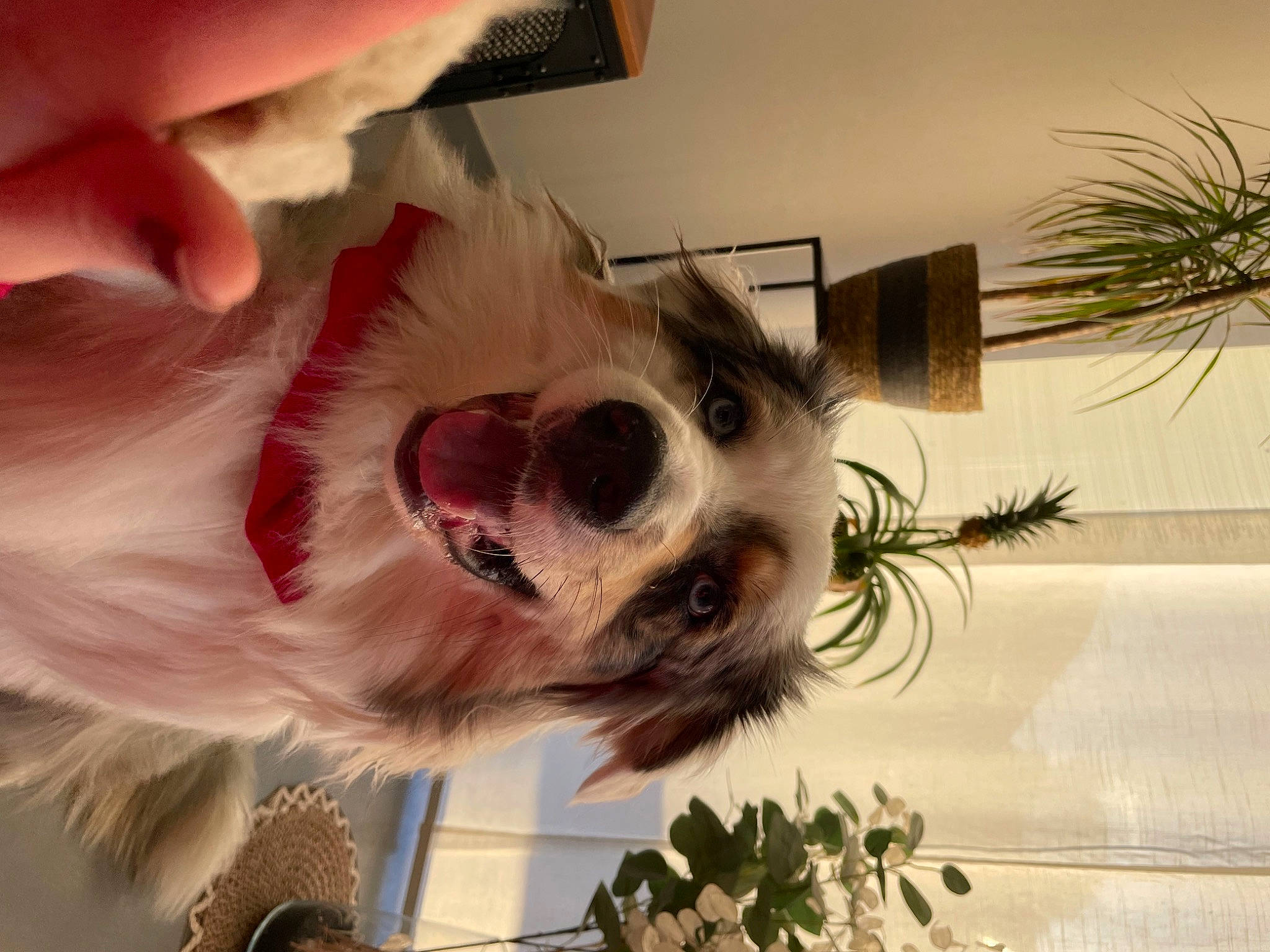 Sydney a rejoint le concours — aidez-le/la à gagner de superbes lots ! carnivore, collar, companion_dog, dog, dog_breed, eyewear, fashion_accessory, fawn, feather, glasses, goggles, happy, personal_protective_equipment, plant, sunglasses, tie, toy_dog, tree, vision_care, whiskers