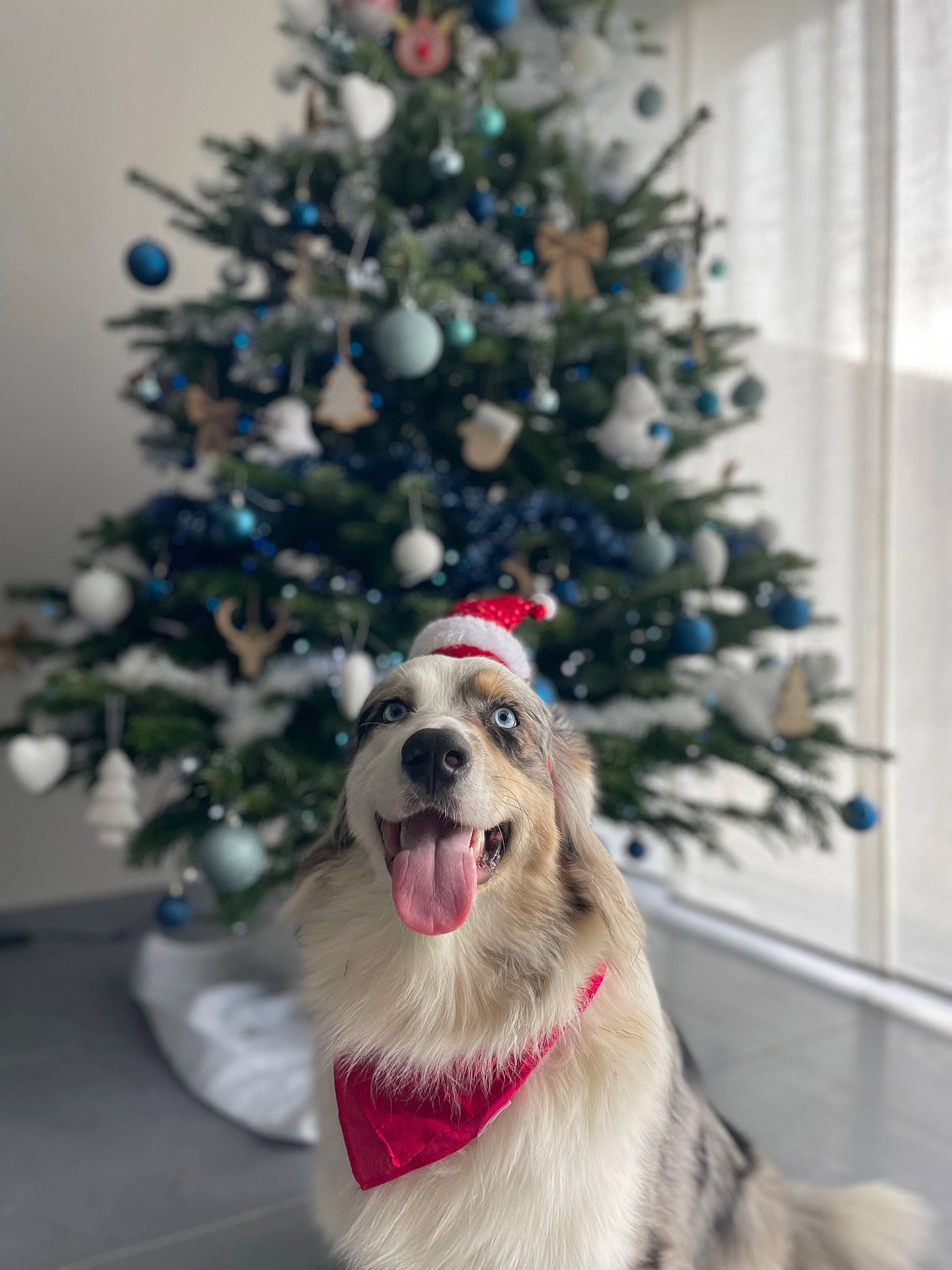 Sydney a rejoint le concours — aidez-le/la à gagner de superbes lots ! carnivore, christmas, christmas_decoration, christmas_eve, christmas_ornament, christmas_tree, collar, companion_dog, dog, dog_breed, event, evergreen, fawn, holiday, holiday_ornament, ornament, plant, tree, whiskers, winter