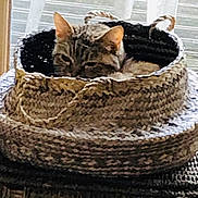 Gaya a rejoint le concours — aidez-le/la à gagner de superbes lots ! animal, basket, cat, cozy, cute, domestic, ears, feline, fur, home, indoor, light, pet, quiet, relaxing, resting, sleepy, texture, window, woven