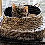 animal, basket, cat, cozy, cute, domestic, ears, feline, fur, home, indoor, light, pet, quiet, relaxing, resting, sleepy, texture, window, woven