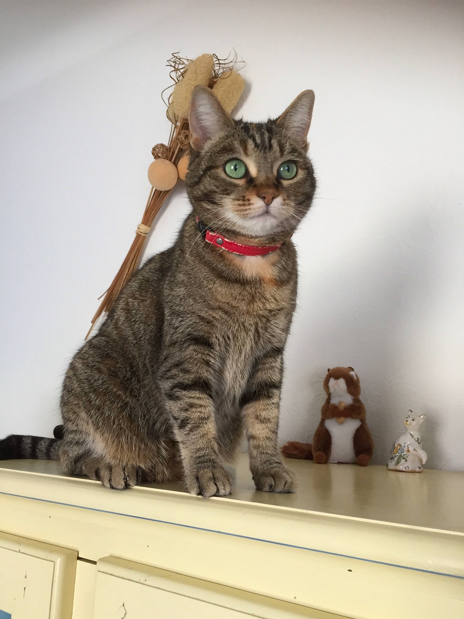 Mangue participe au concours pour gagner de l'argent avec cette photo : art, carnivore, cat, domestic_short_haired_cat, felidae, fur, grey, paw, serveware, shelf, shelving, sitting, small_to_medium_sized_cats, snout, tail, terrestrial_animal, tree, whiskers, wildlife, wood